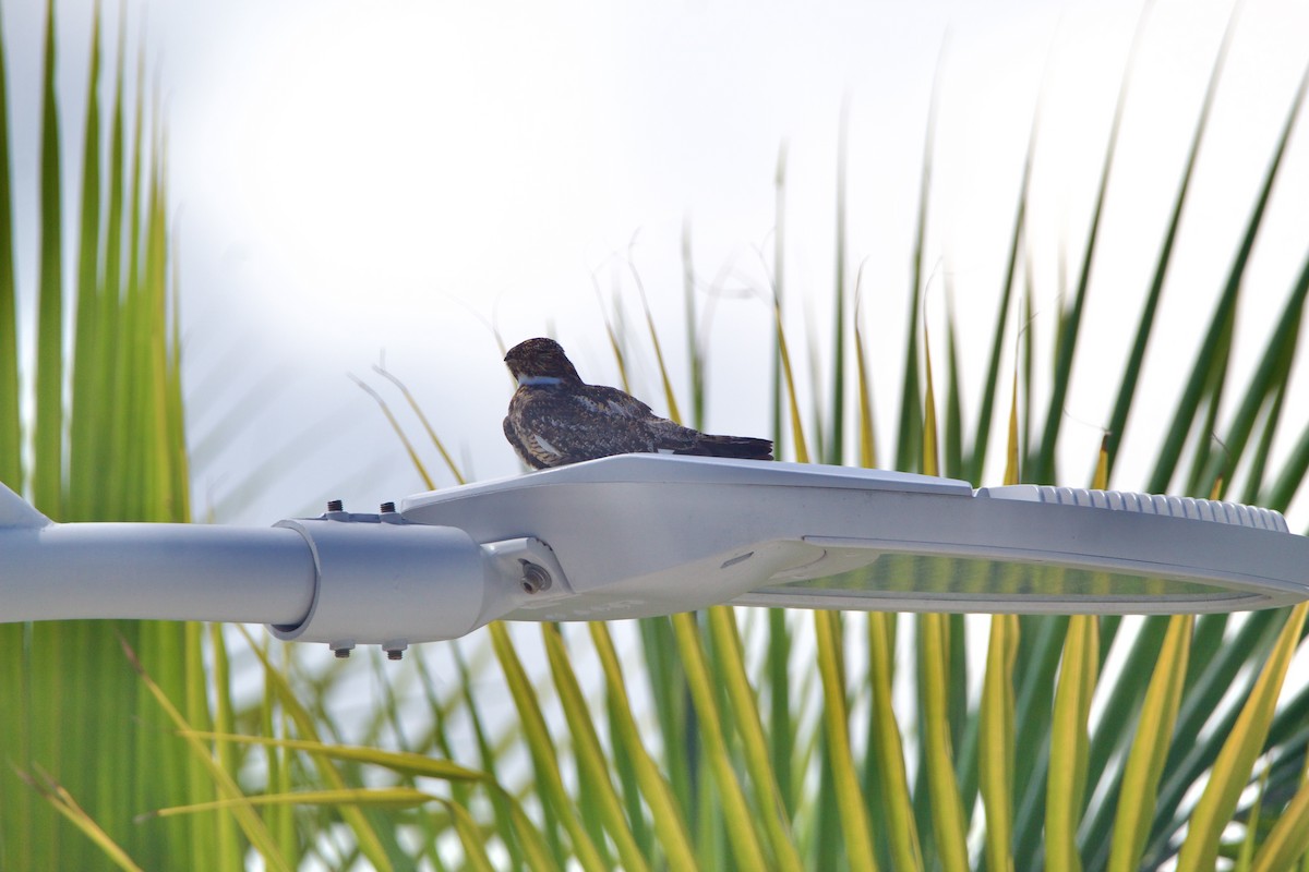 Antillean Nighthawk - ML642313447
