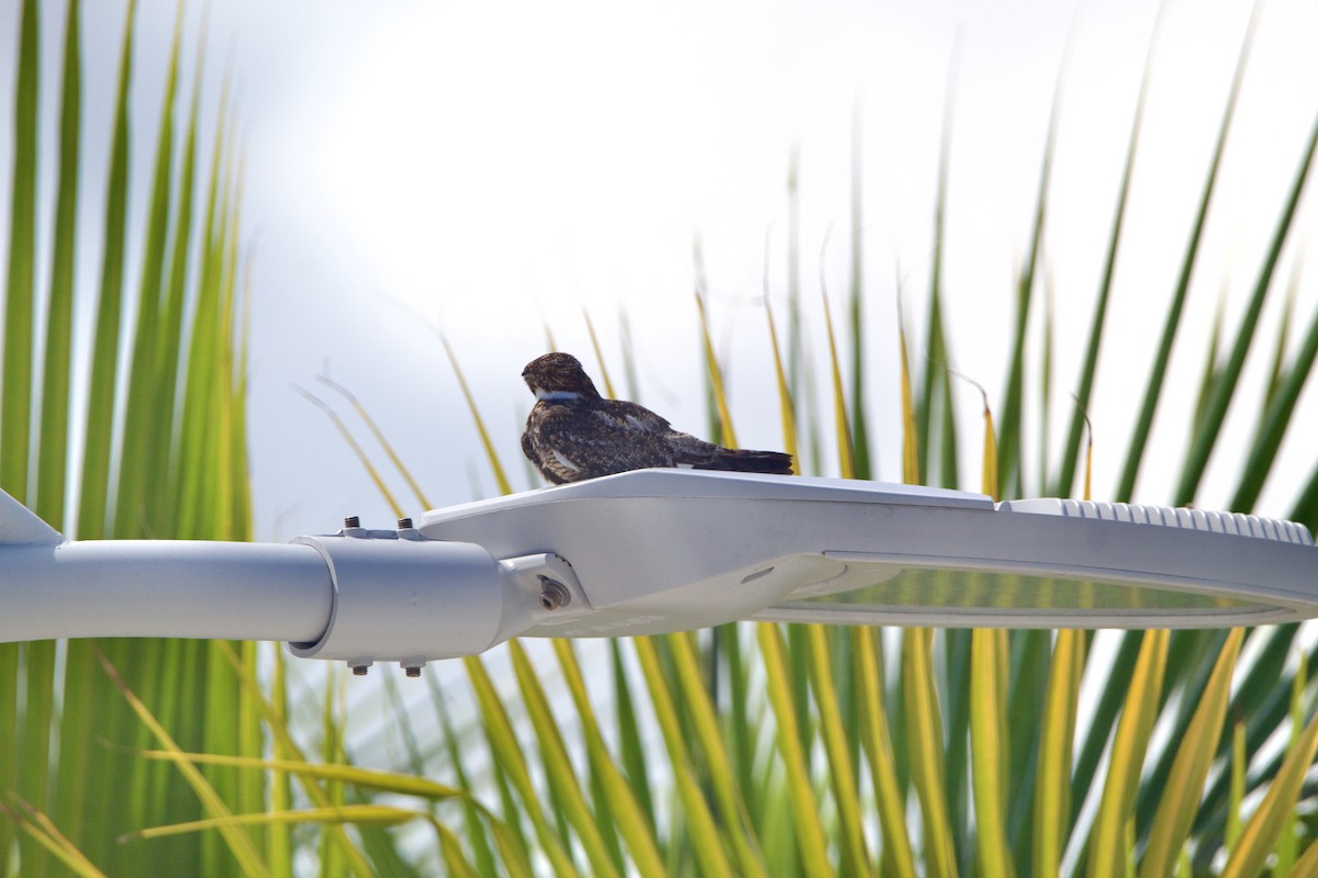 Antillean Nighthawk - ML642313448