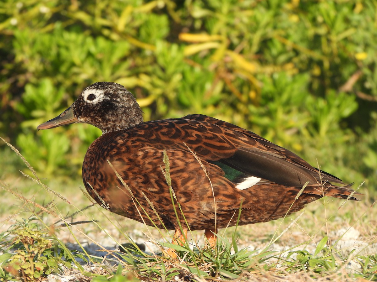 Laysan Duck - ML642313449