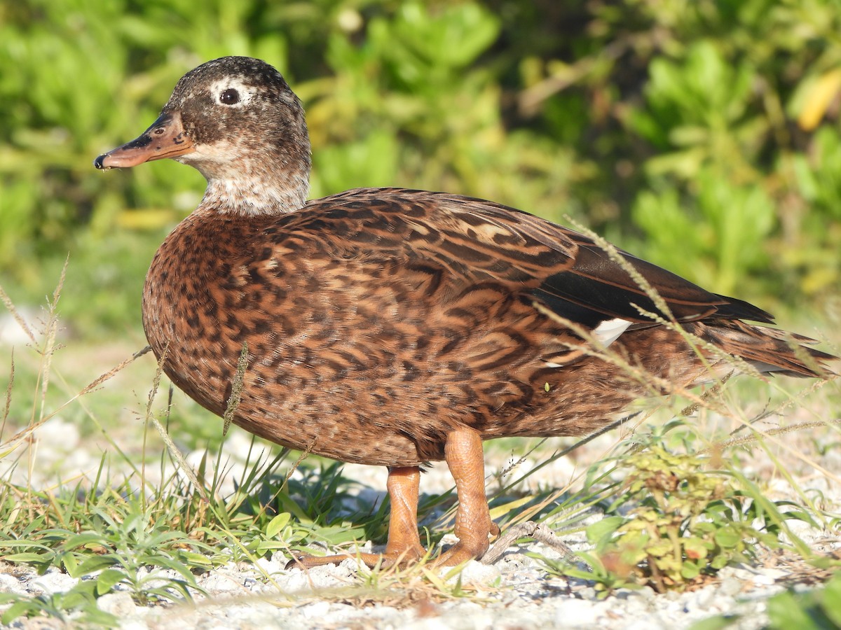 Laysan Duck - ML642313451