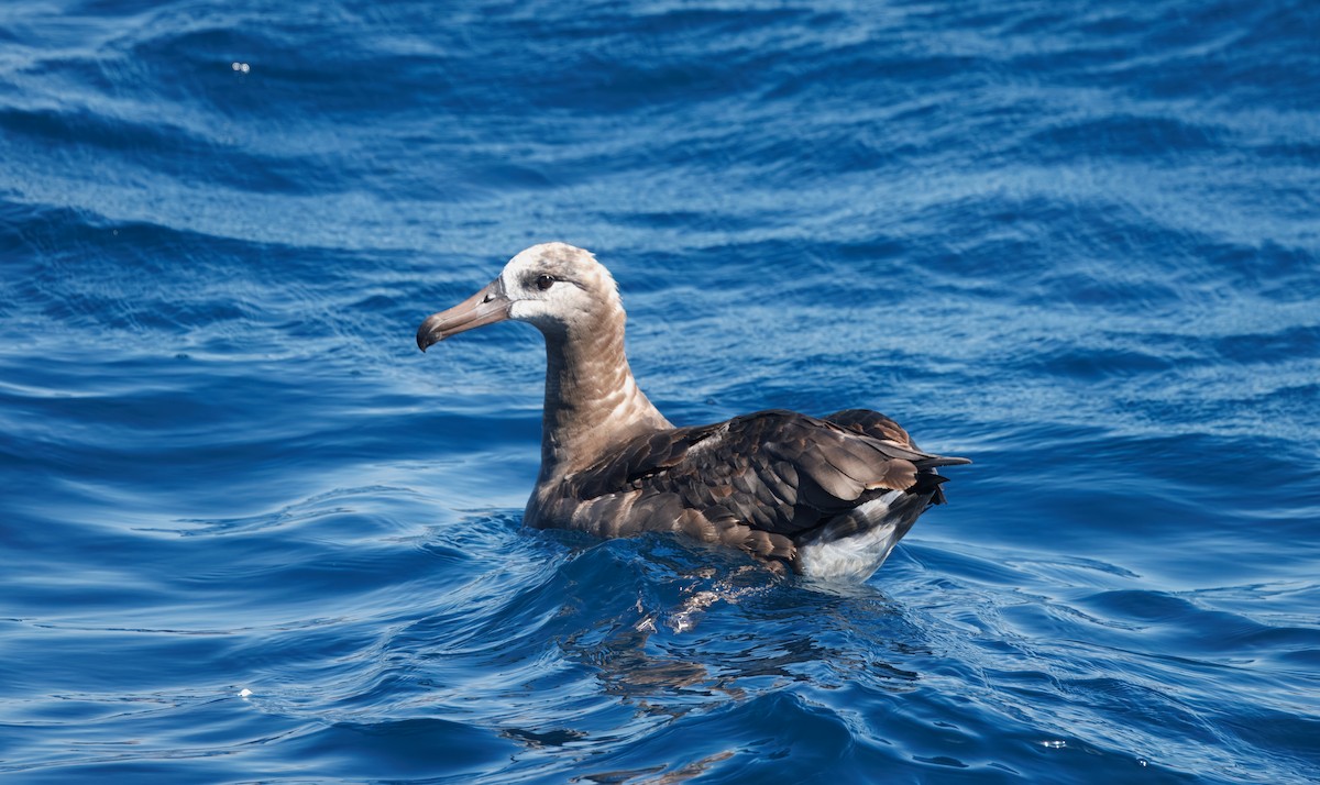 Black-footed Albatross - ML642313453