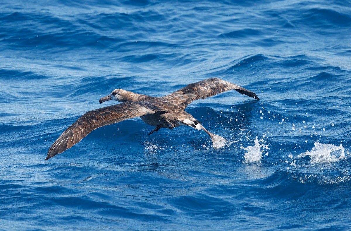 Black-footed Albatross - ML642313454