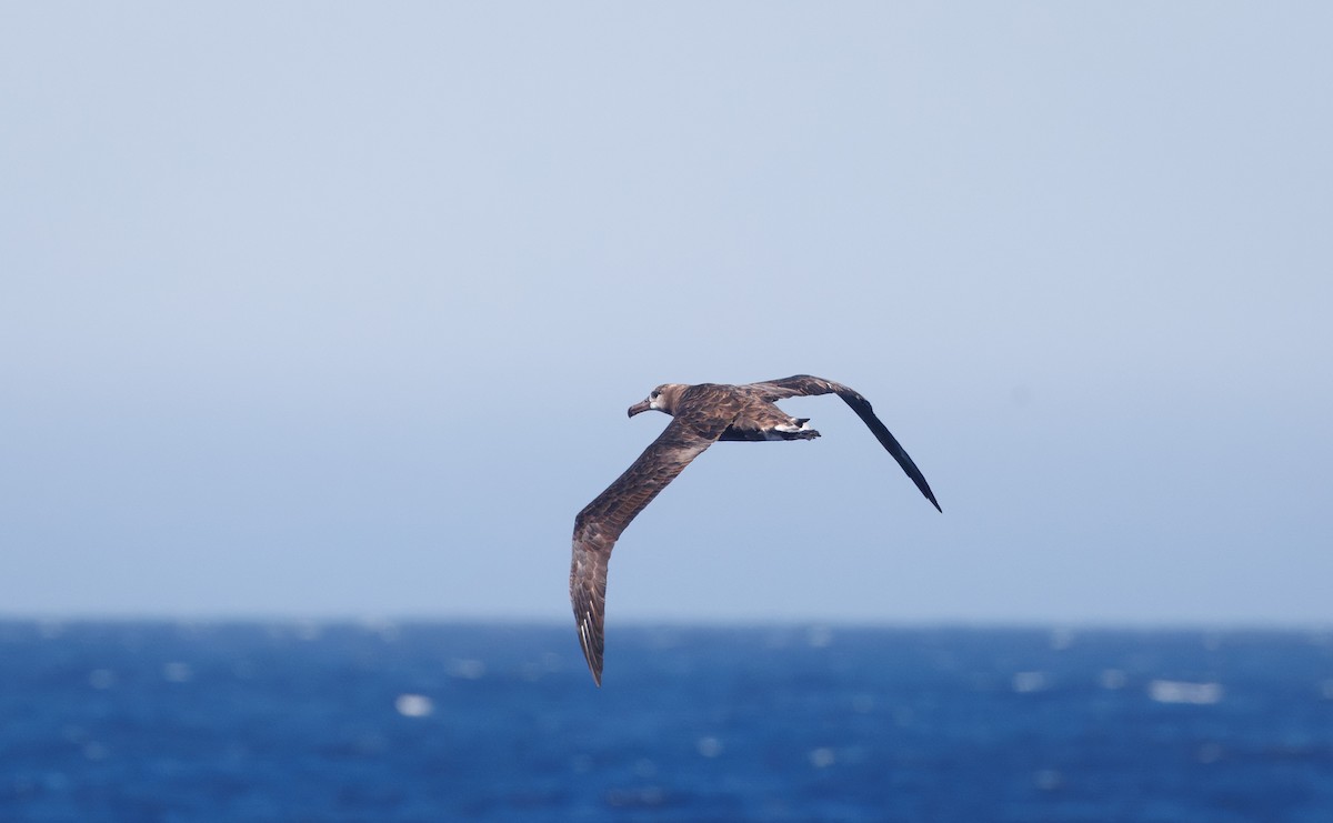 Black-footed Albatross - ML642313459