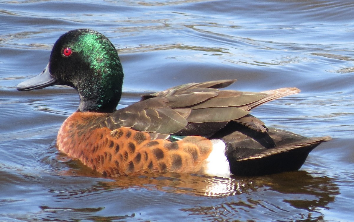Chestnut Teal - ML642313464