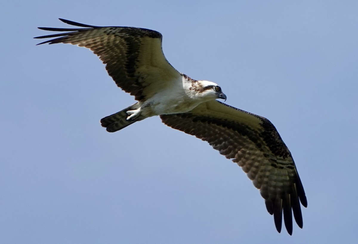 Osprey - ML642313474