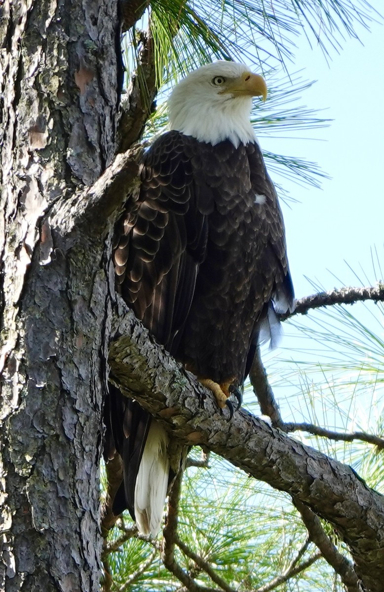 Bald Eagle - ML642313480