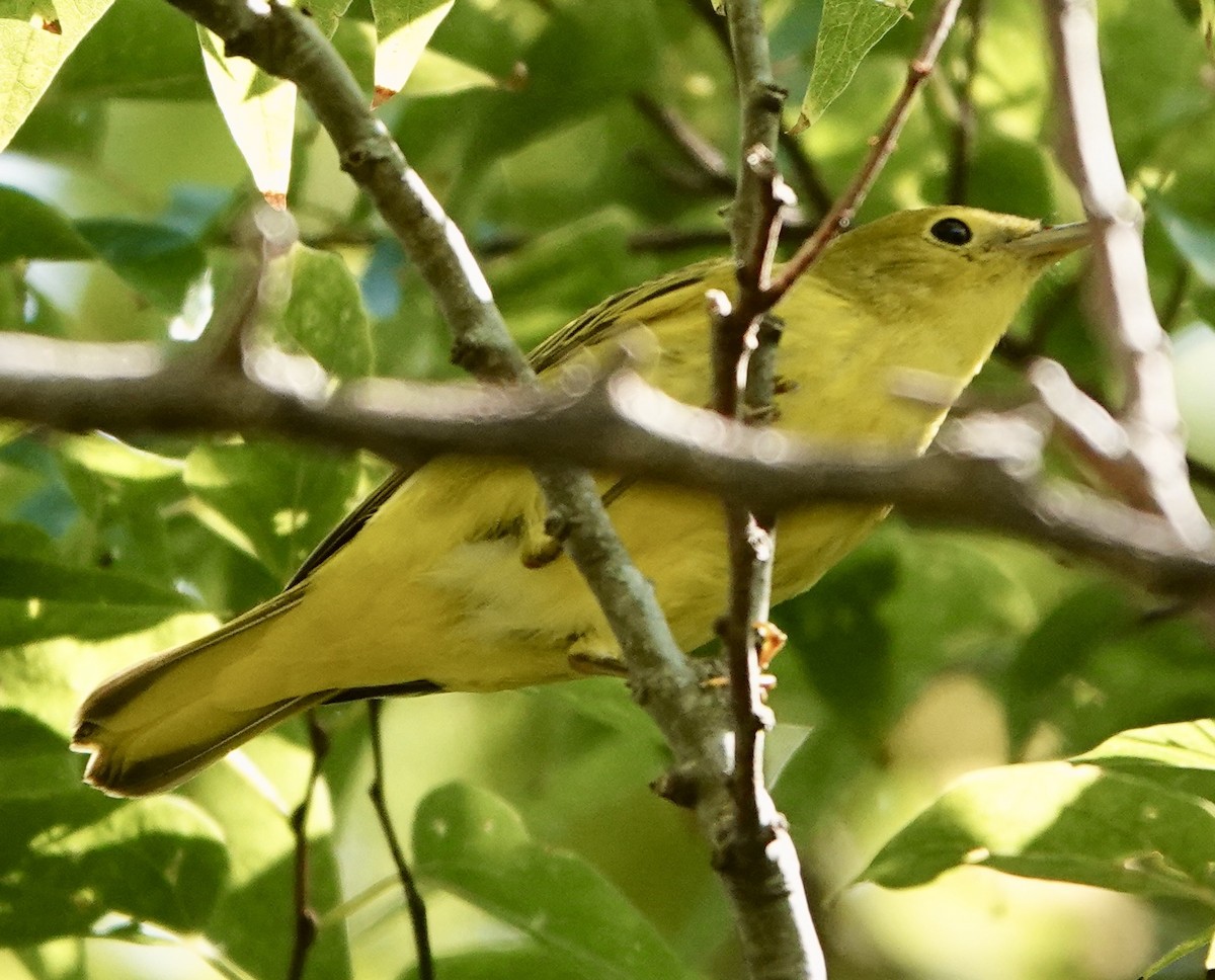 Northern Yellow Warbler - ML642313492
