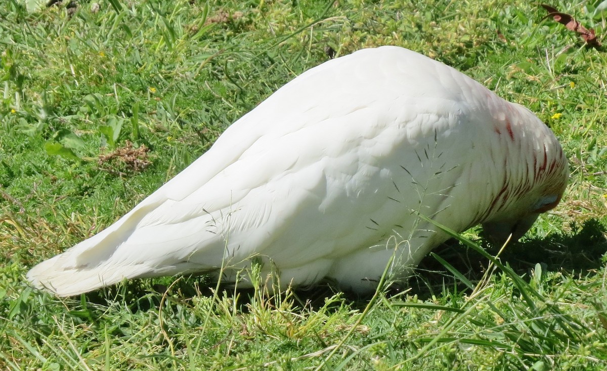 Long-billed Corella - ML642313500