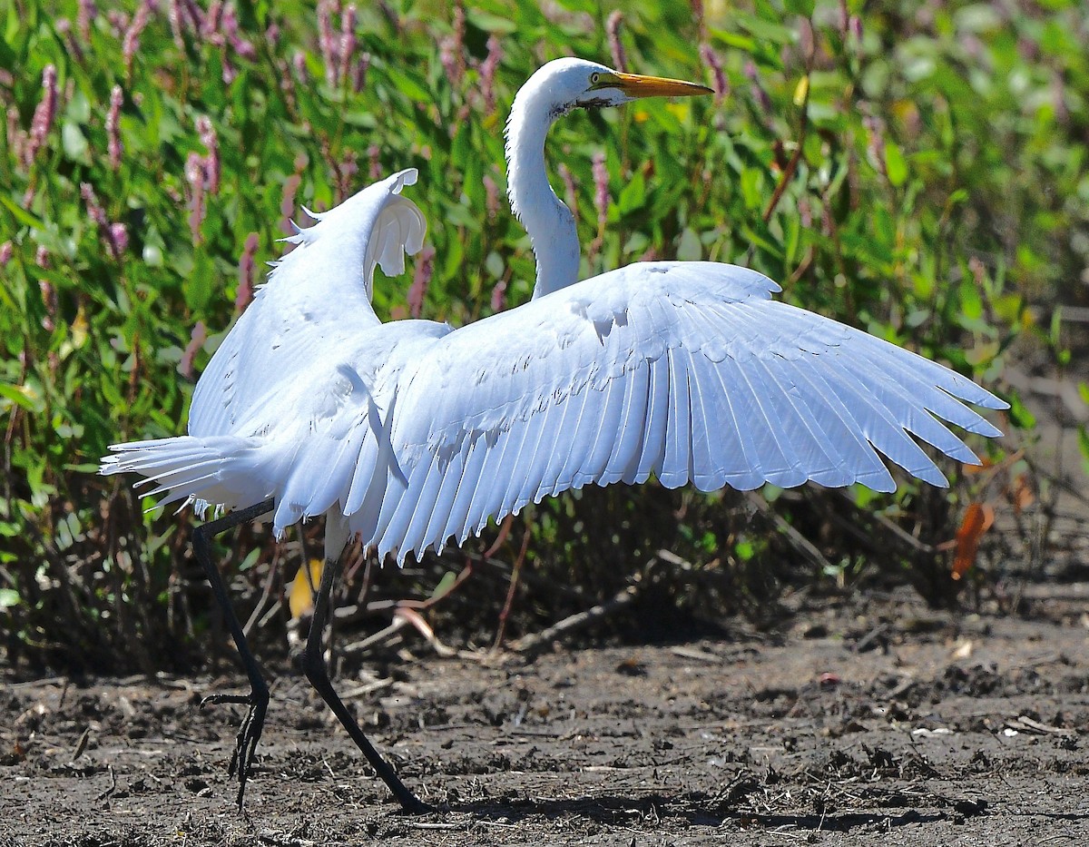 Great Egret - ML642313503