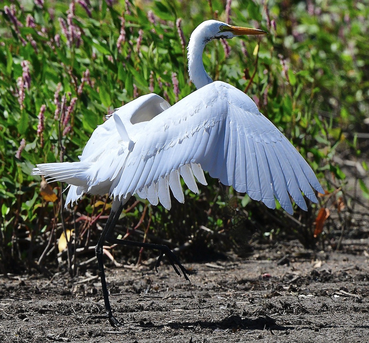 Great Egret - ML642313505