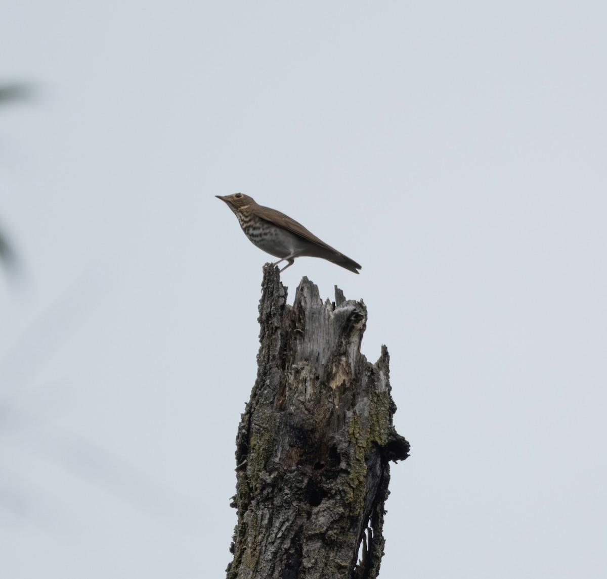 Swainson's Thrush - ML642313506