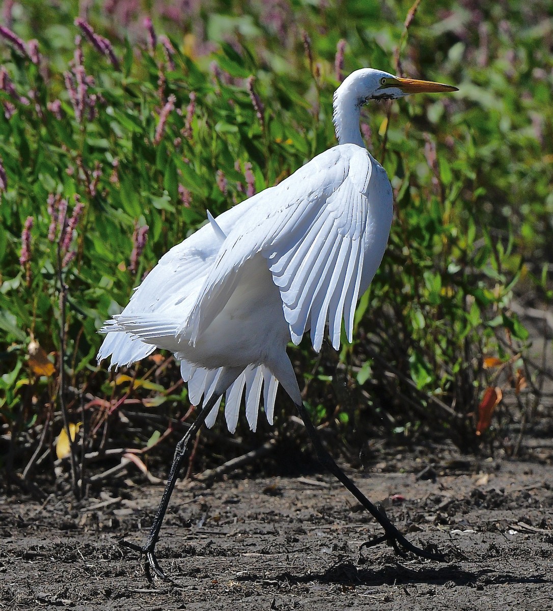 Great Egret - ML642313507