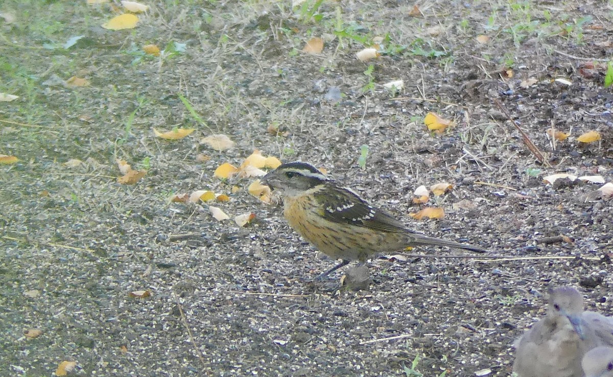 Black-headed Grosbeak - ML642313509