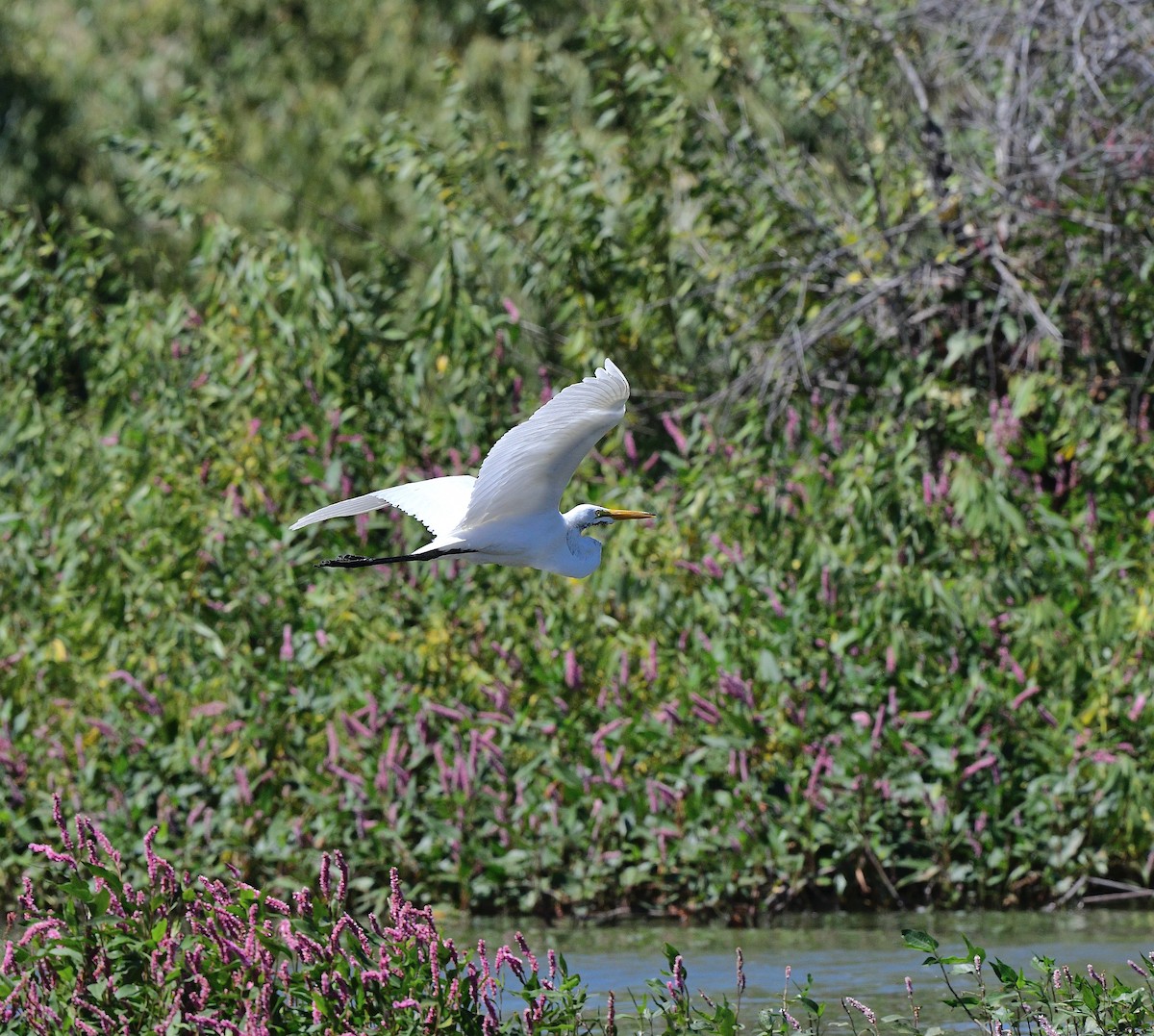 Great Egret - ML642313510