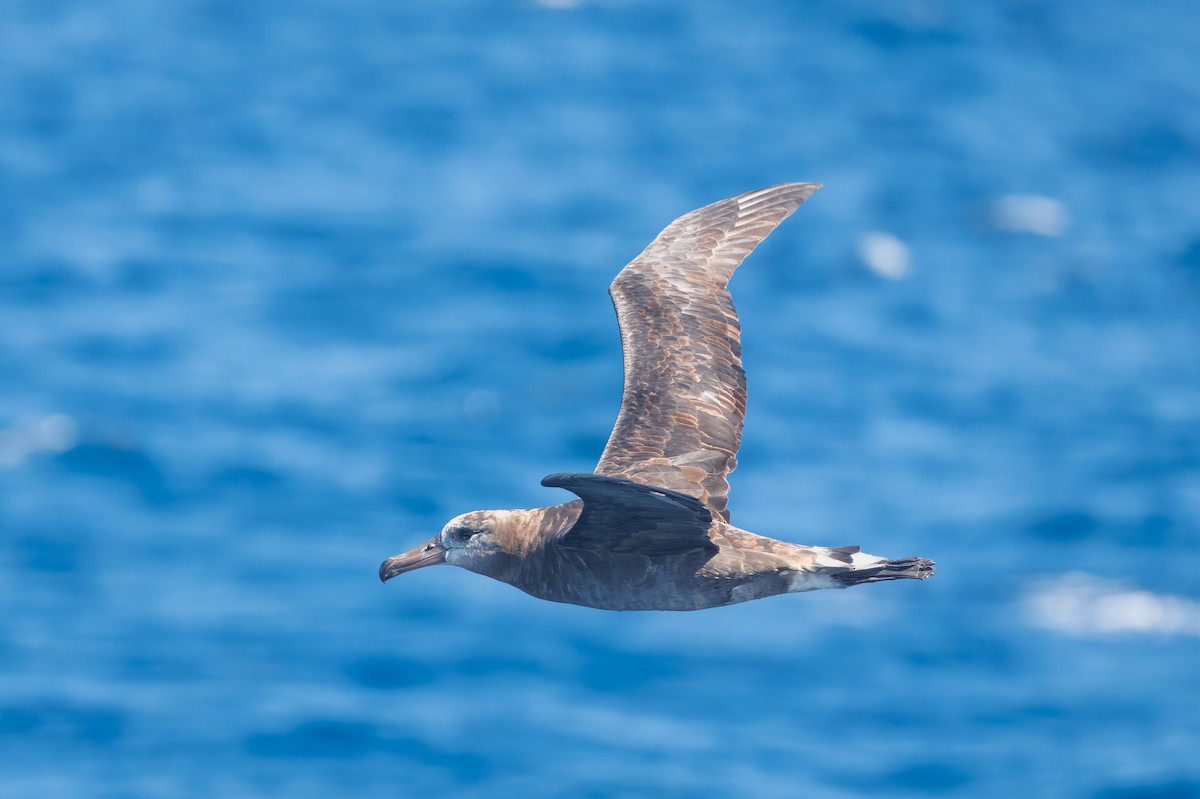 Black-footed Albatross - ML642313511