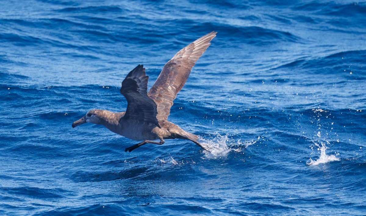 Black-footed Albatross - ML642313513