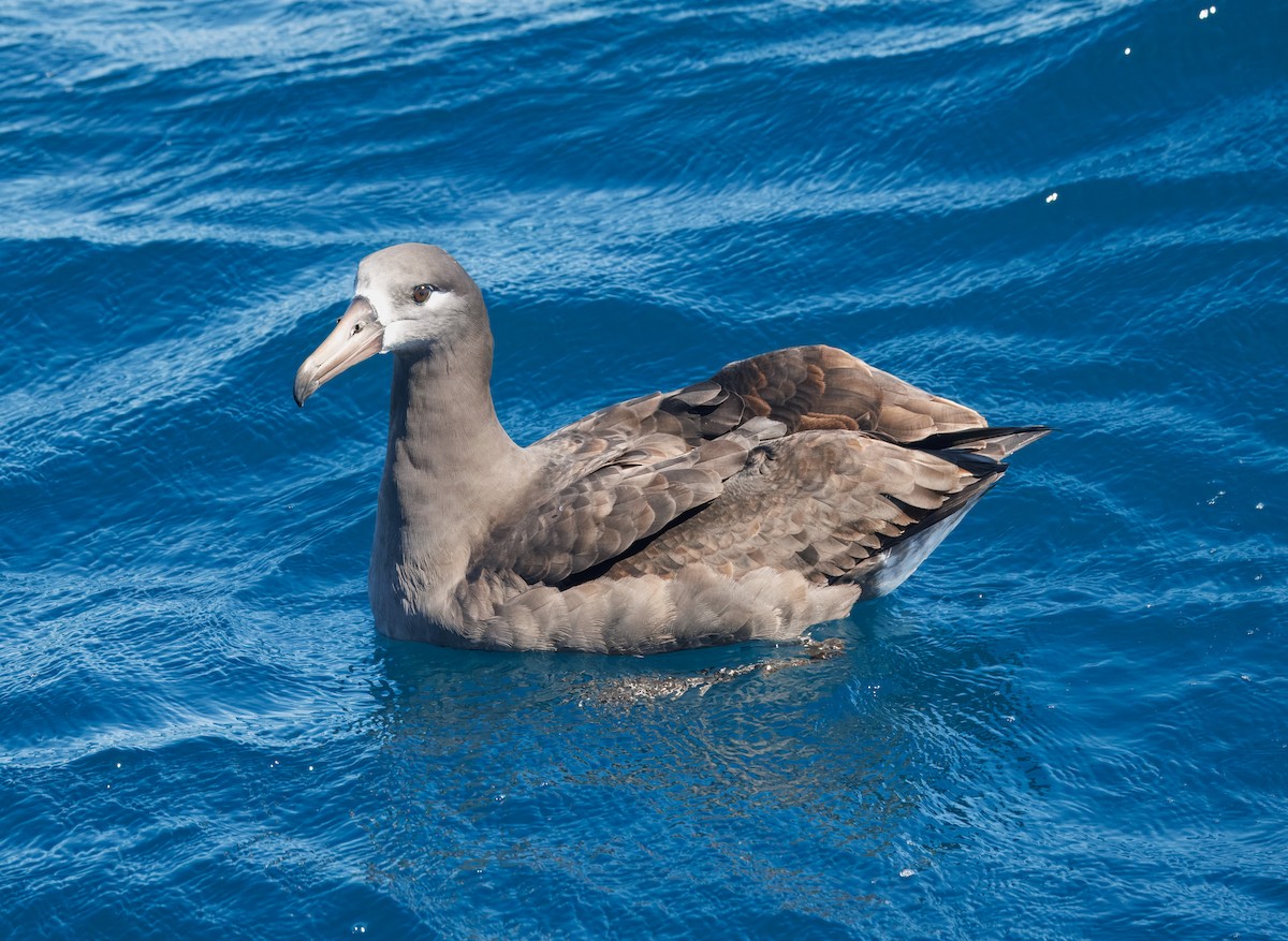 Black-footed Albatross - ML642313521