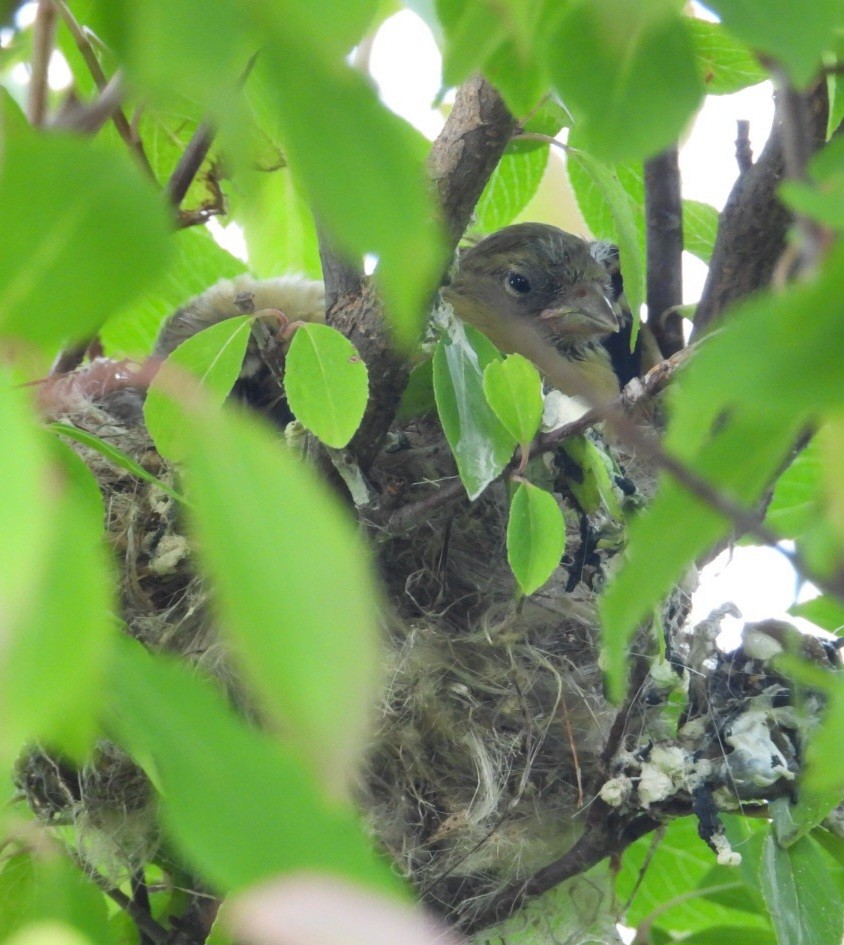 American Goldfinch - ML642313525