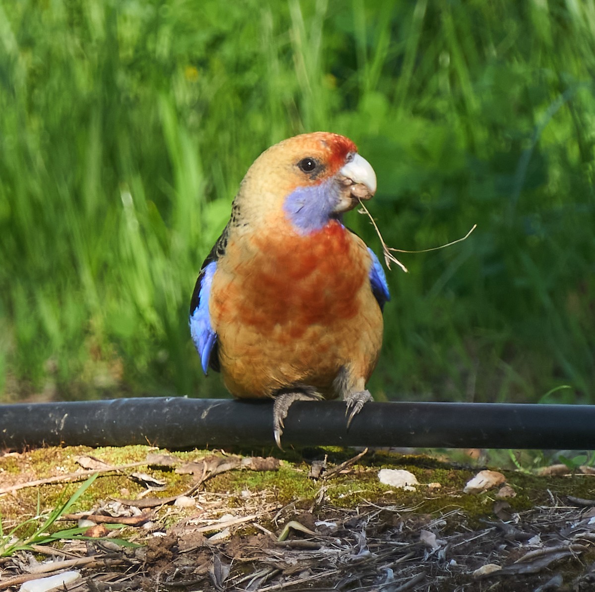 Crimson Rosella - ML642313527