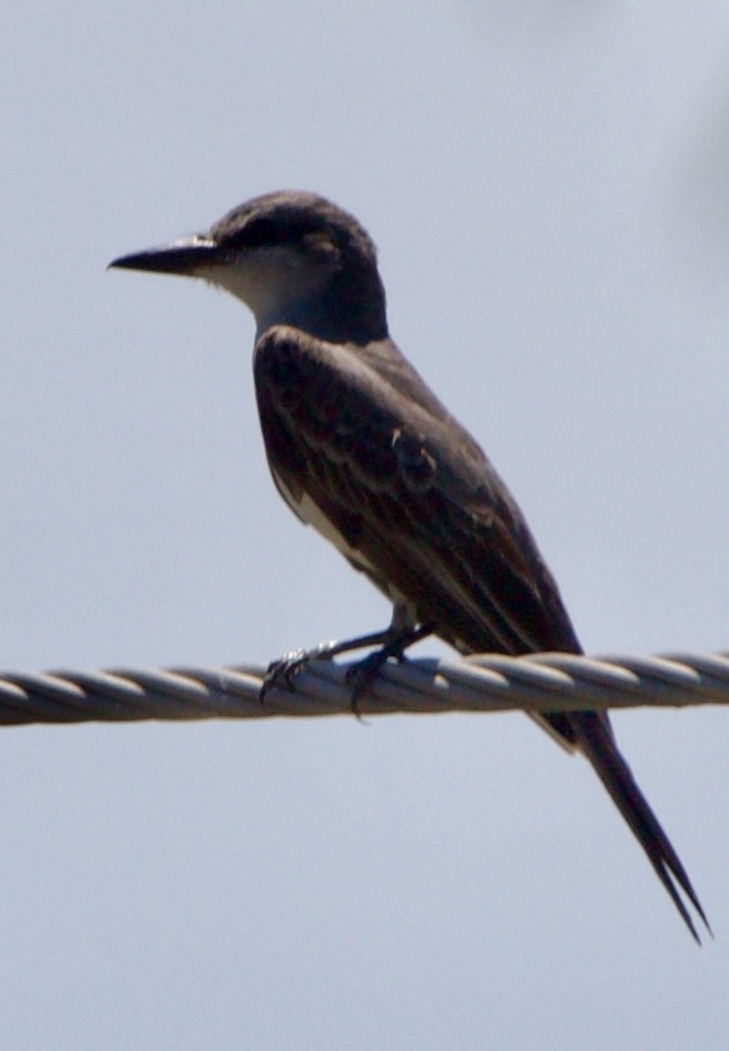 Gray Kingbird - ML642313539