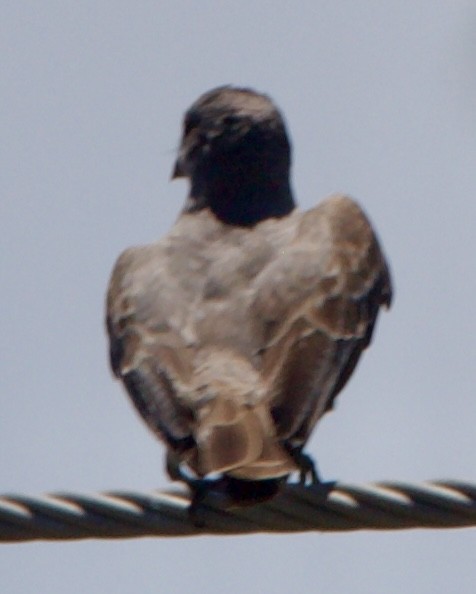 Gray Kingbird - ML642313540