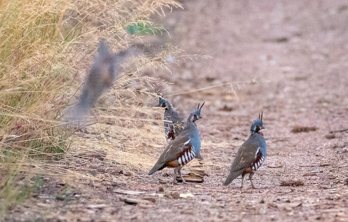Mountain Quail - ML642313541
