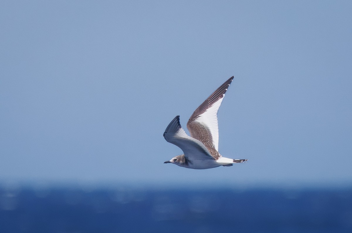 Sabine's Gull - ML642313552