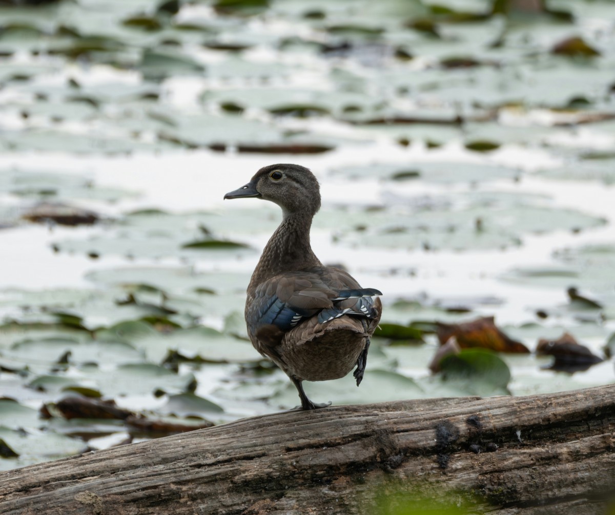 Wood Duck - ML642313554