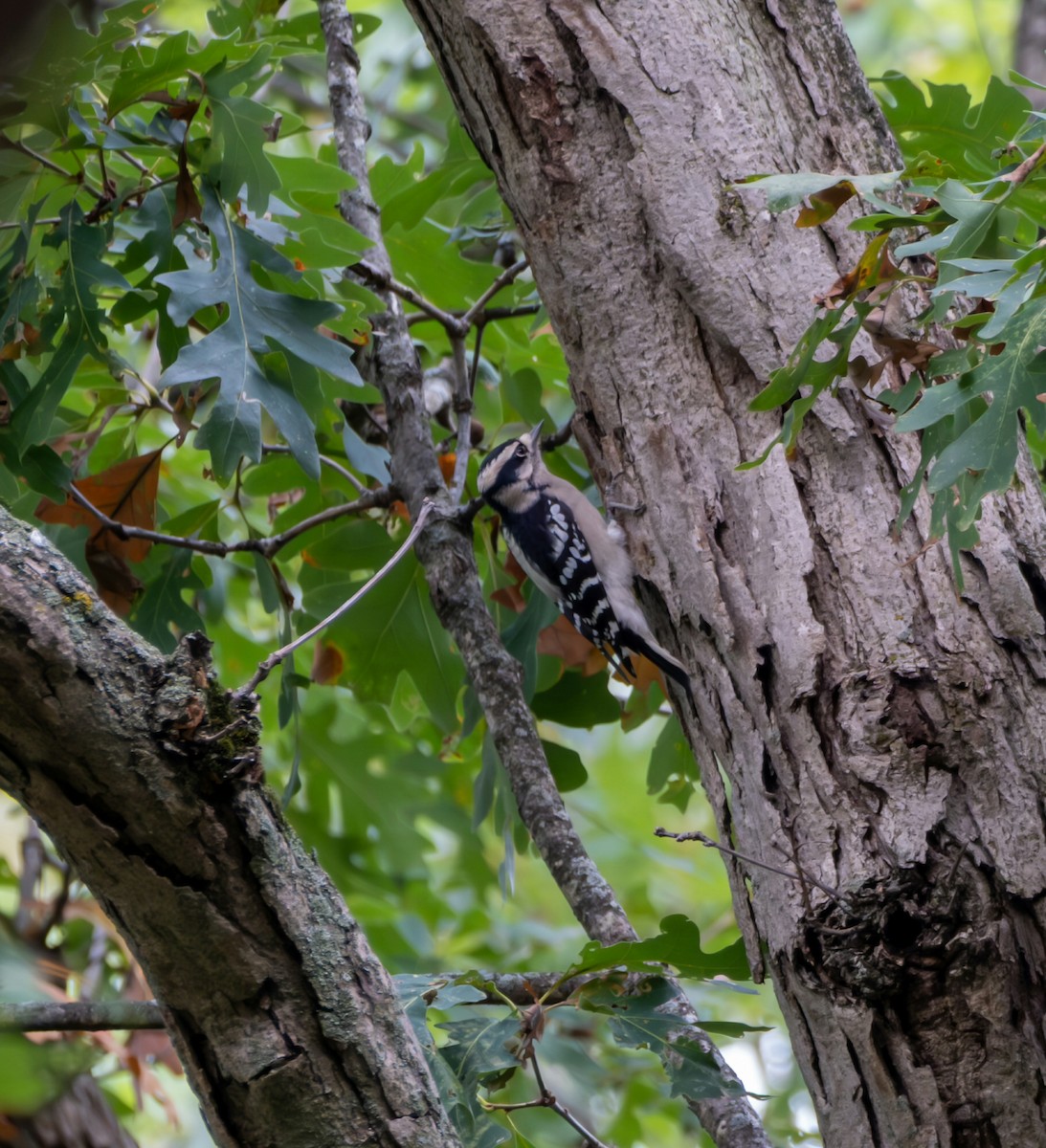 Downy Woodpecker - ML642313557