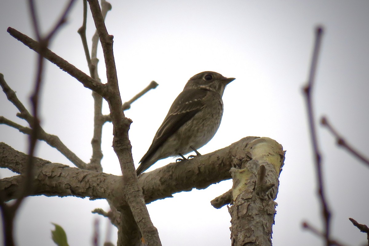 Dark-sided Flycatcher - ML642313560
