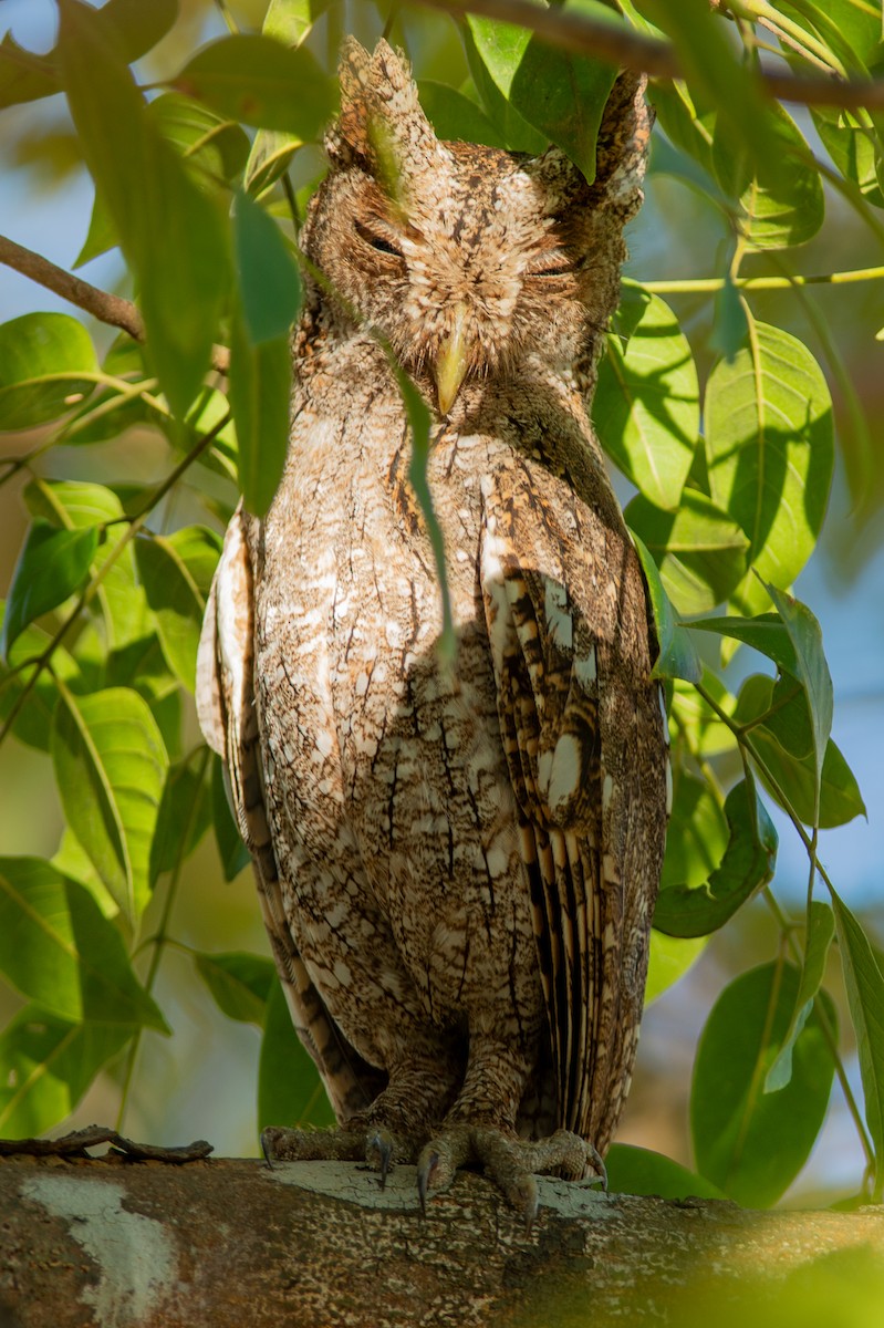 Pacific Screech-Owl - ML642313561