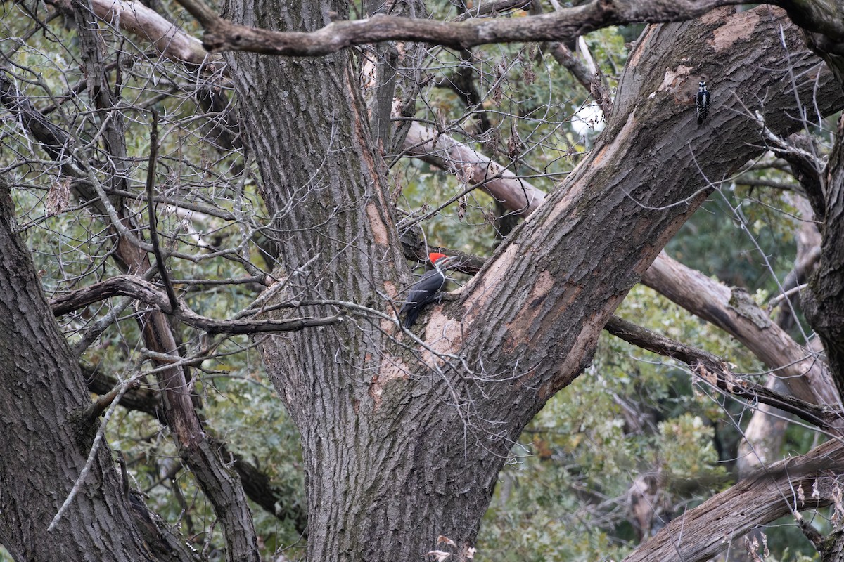 Pileated Woodpecker - ML642313562