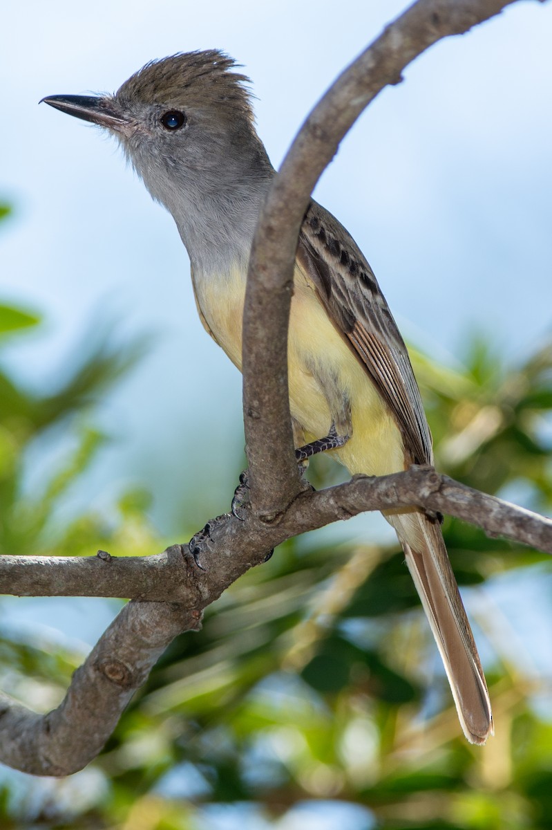 Brown-crested Flycatcher - ML642313566