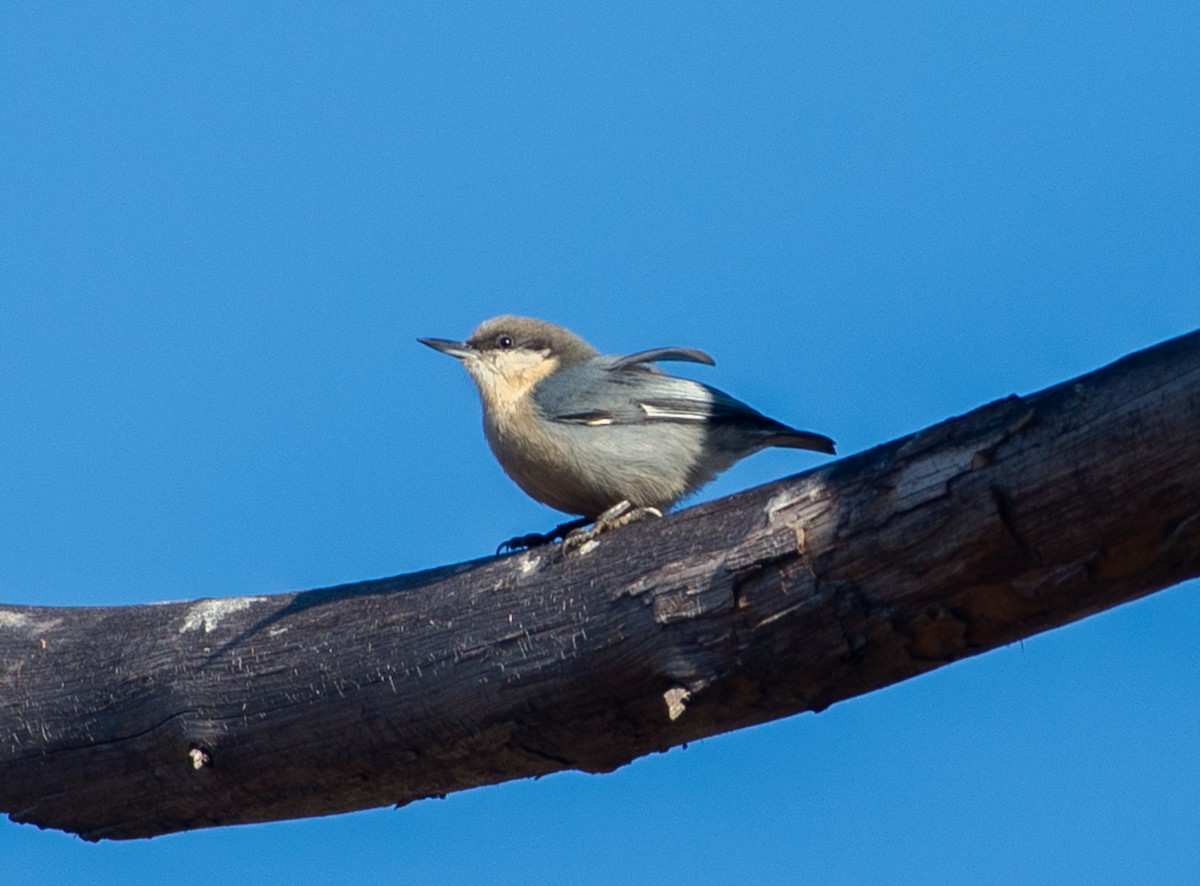 Pygmy Nuthatch - ML642313574