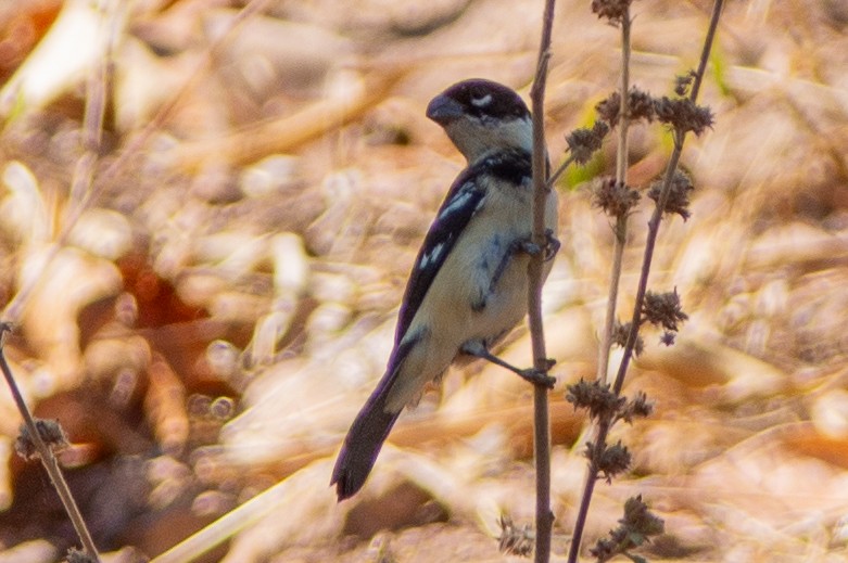 Morelet's Seedeater - ML642313576
