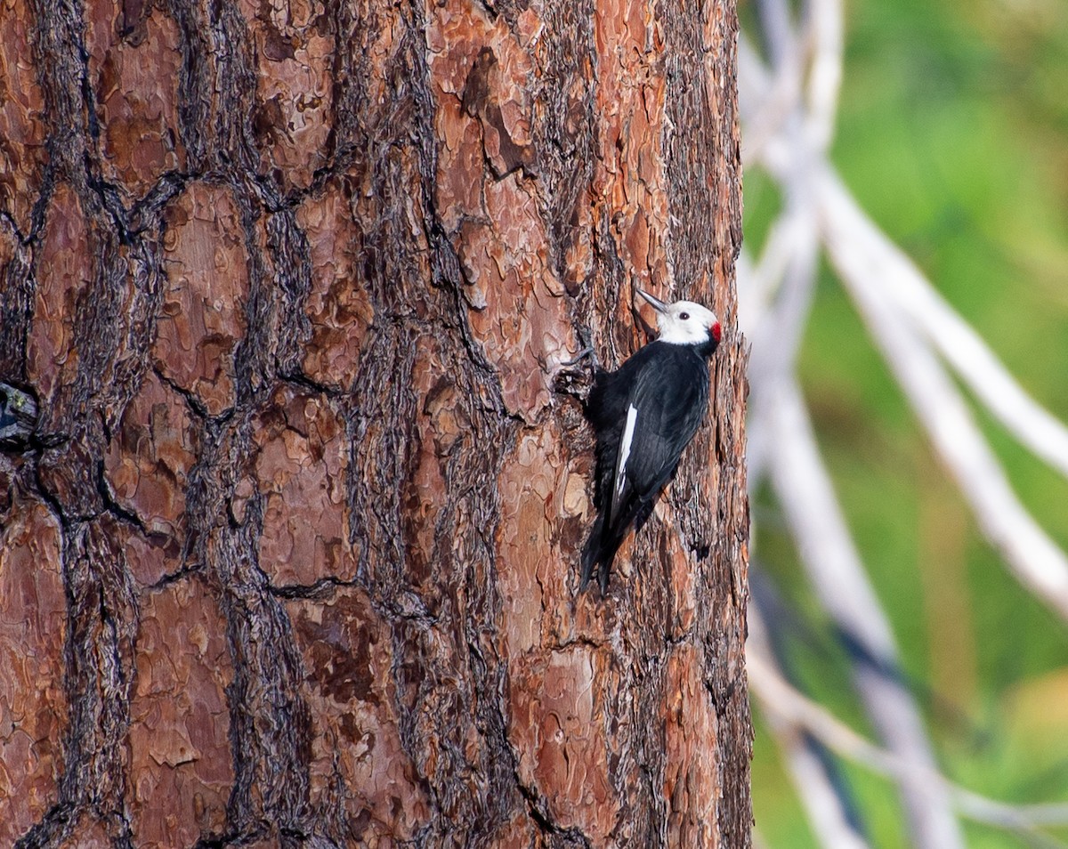 White-headed Woodpecker - ML642313580