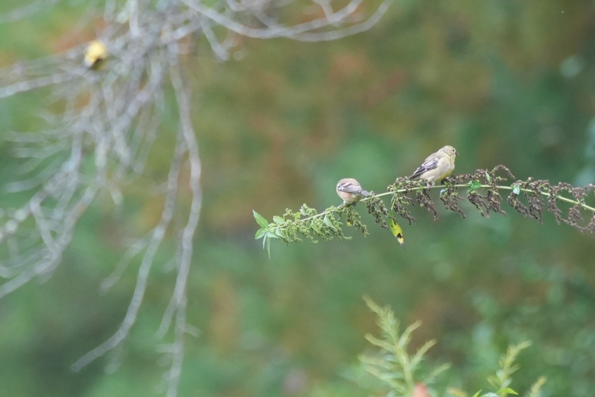 American Goldfinch - ML642313583