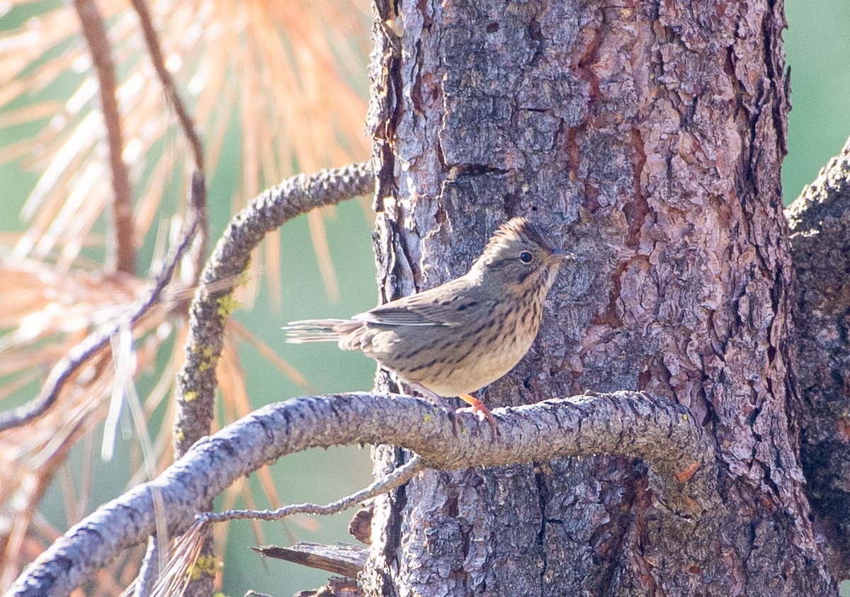 Lincoln's Sparrow - ML642313585