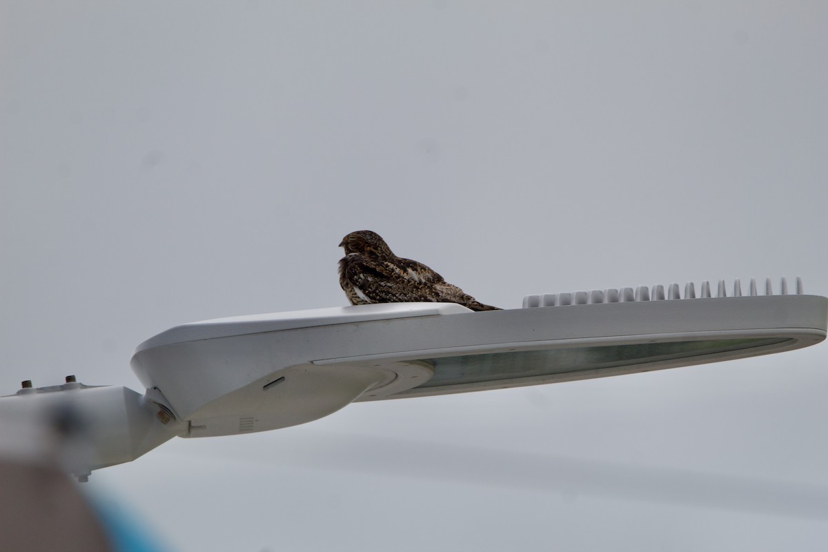 Antillean Nighthawk - ML642313640