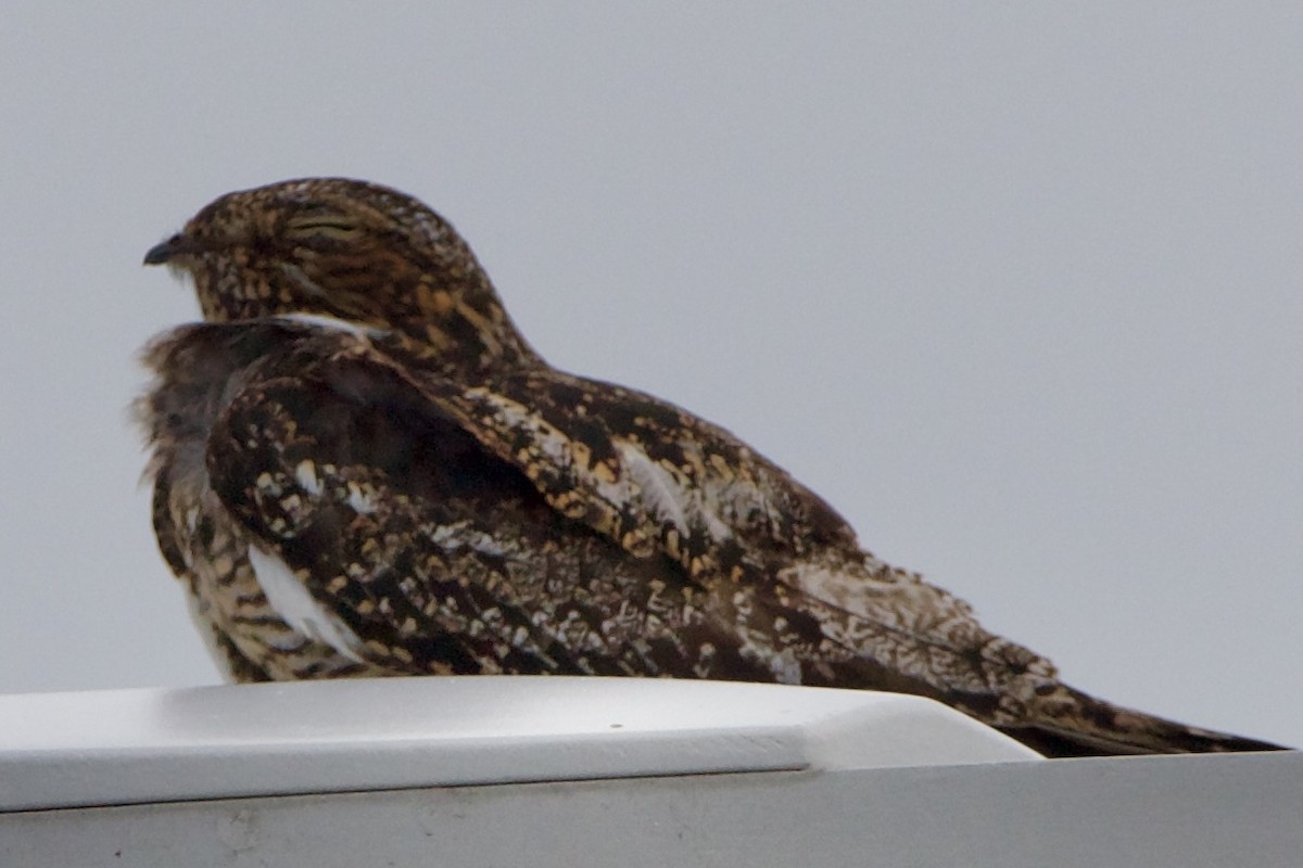 Antillean Nighthawk - ML642313641