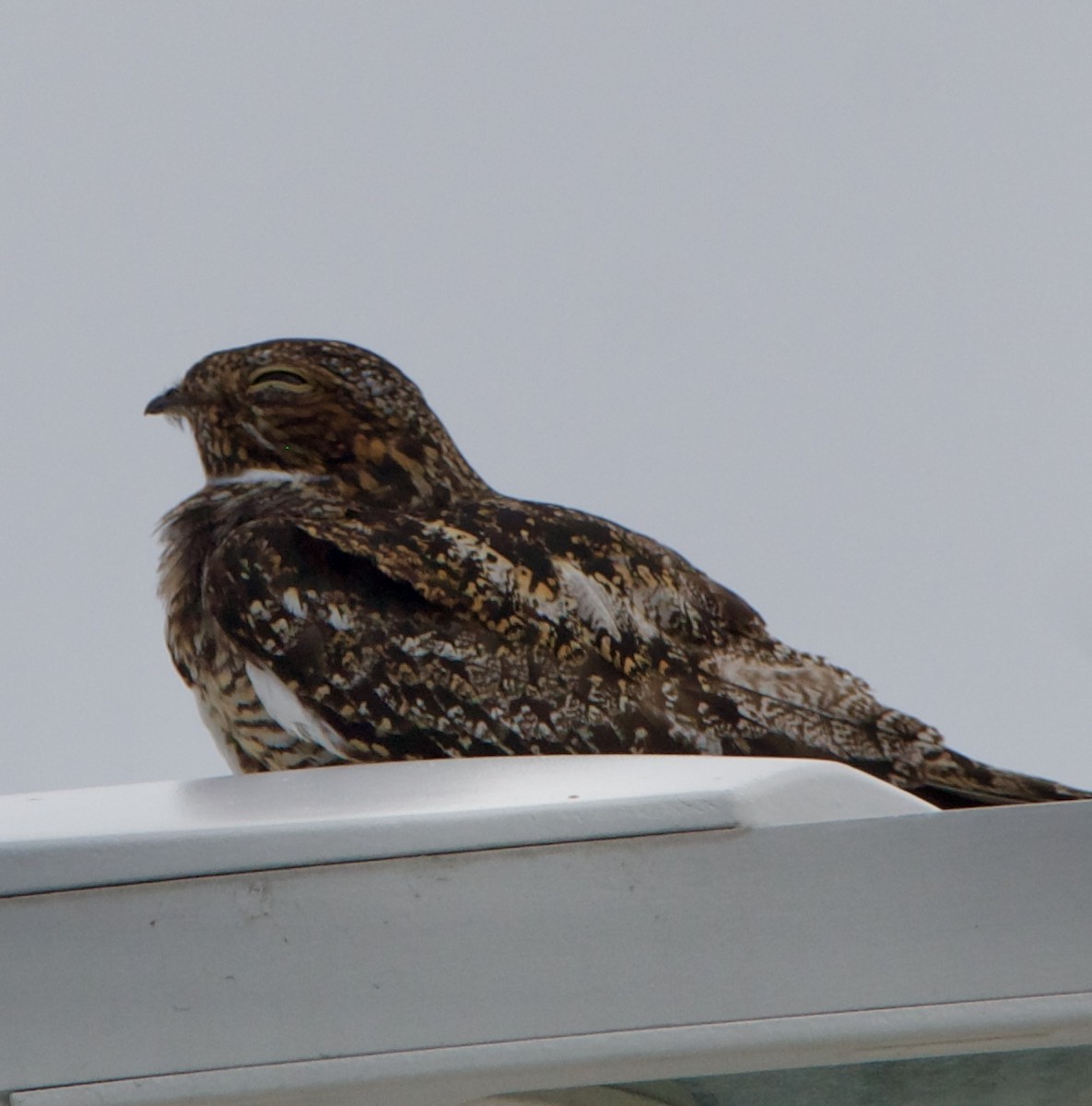 Antillean Nighthawk - ML642313643