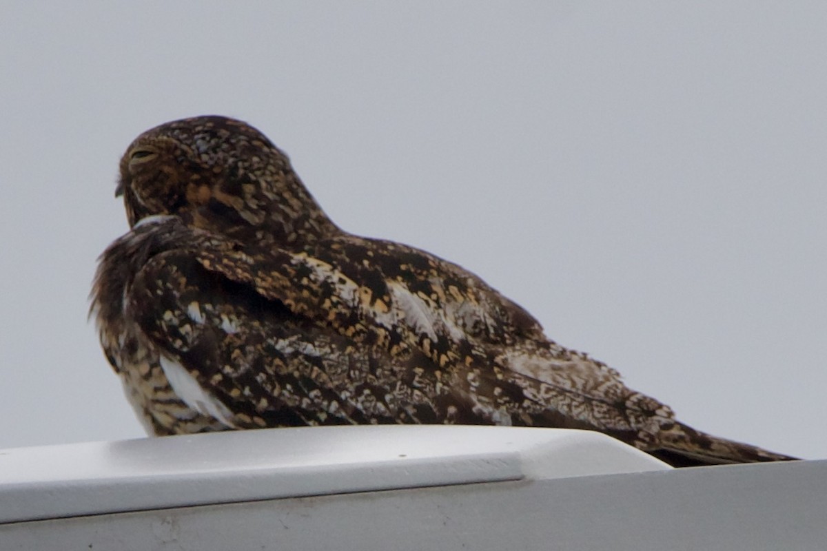 Antillean Nighthawk - ML642313644