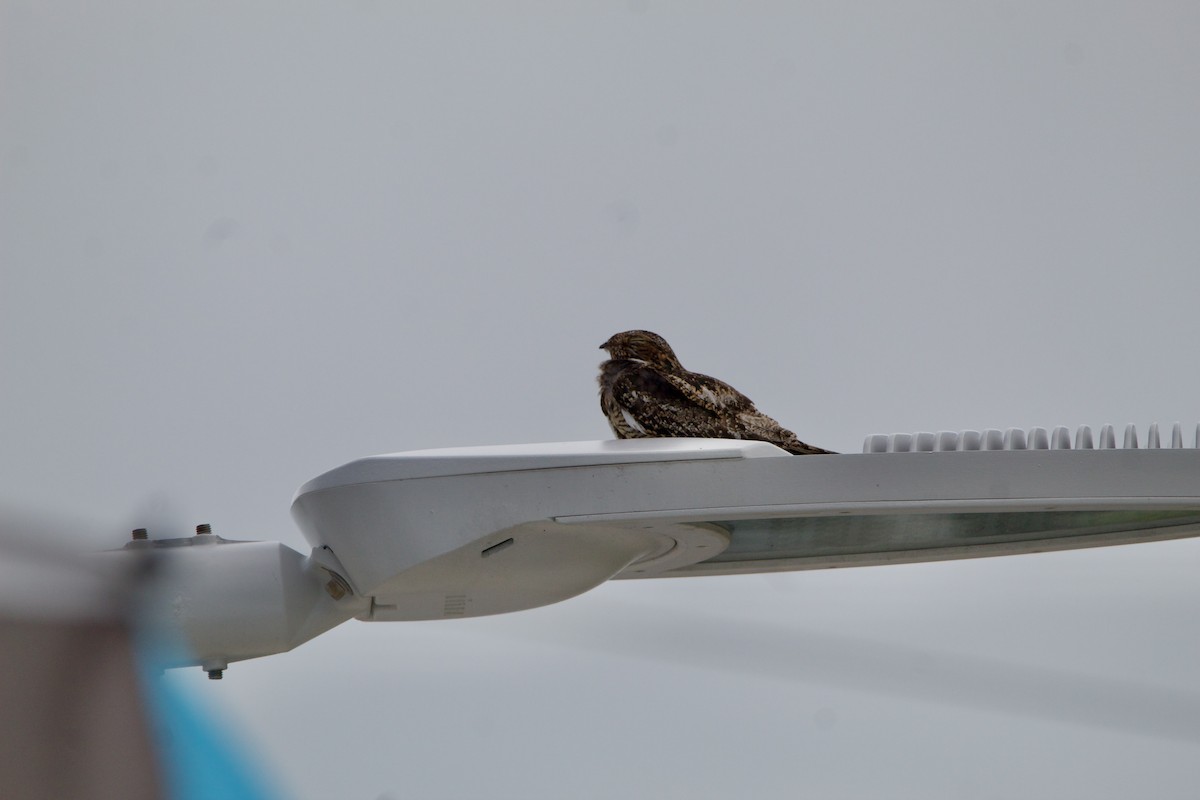 Antillean Nighthawk - ML642313646