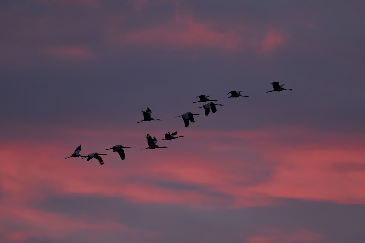 Common Crane - ML642313662