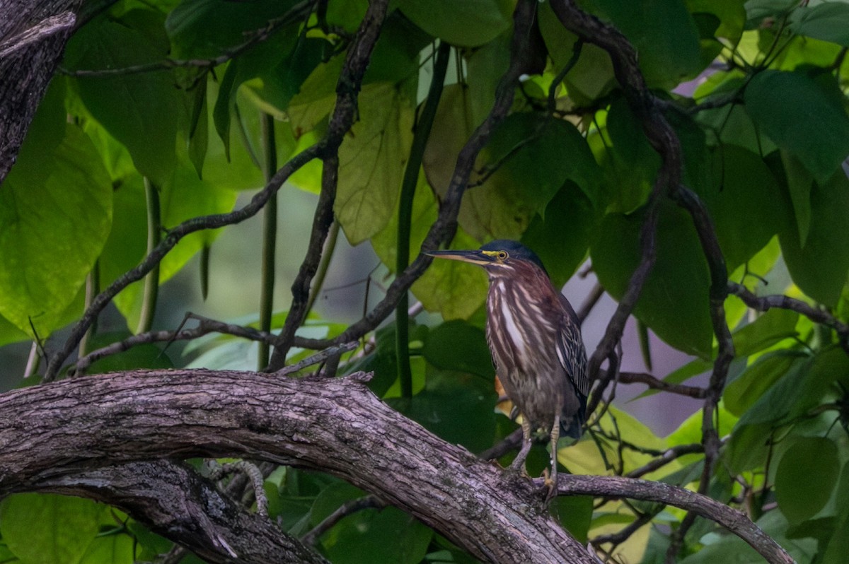 Green Heron - ML642313667