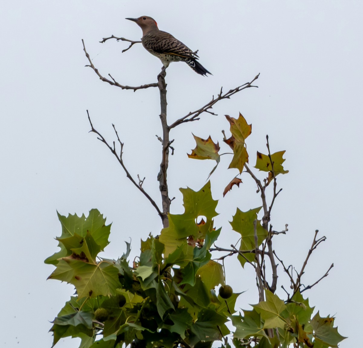 Northern Flicker - ML642313695