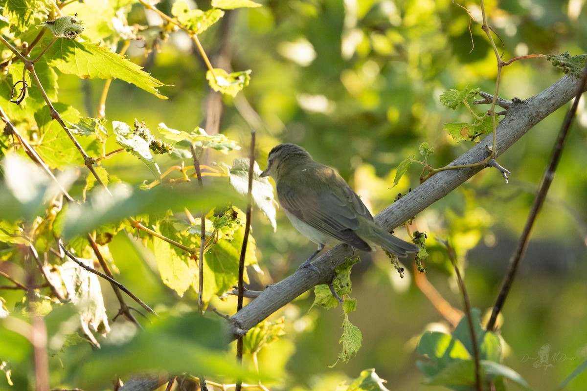 Kızıl Gözlü Vireo - ML642313697