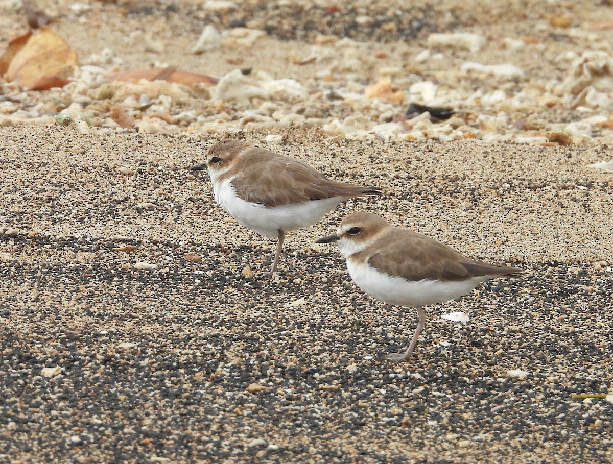 Javan Plover - ML642313729