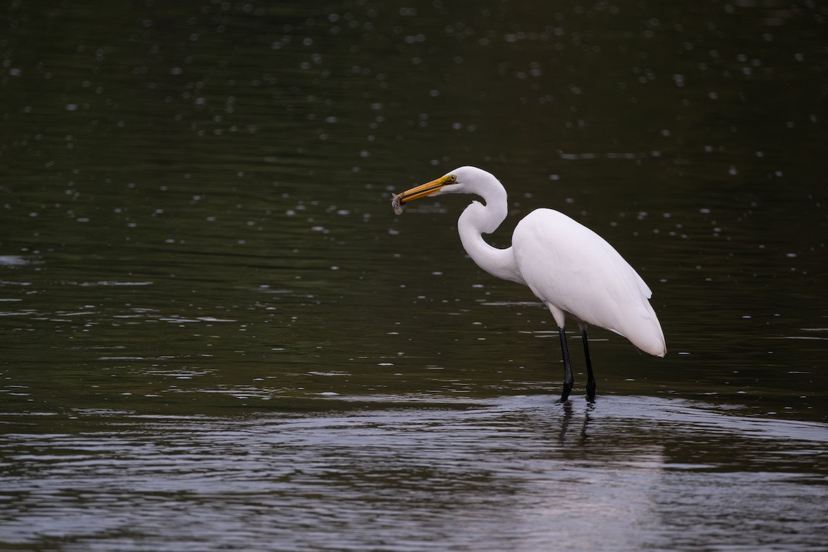 Great Egret - ML642313732