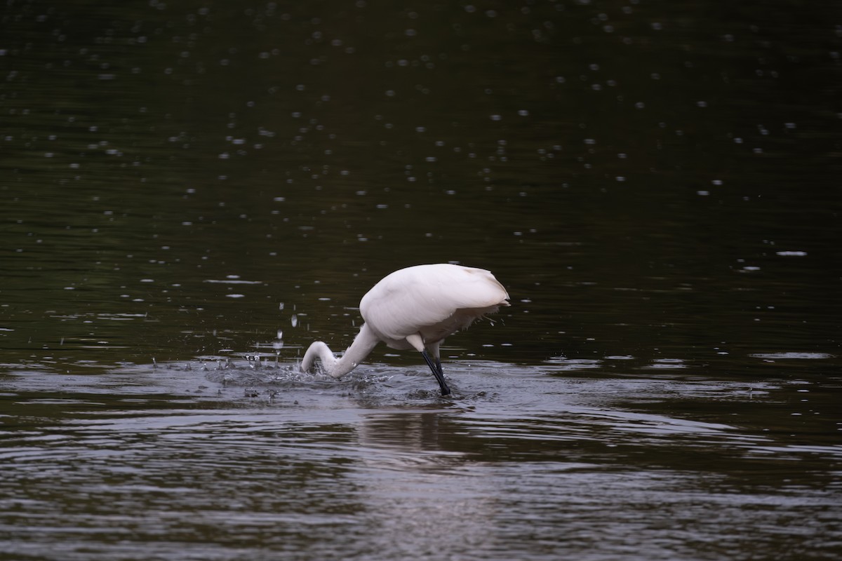 Great Egret - ML642313734